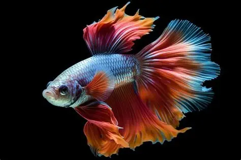 Acuarista